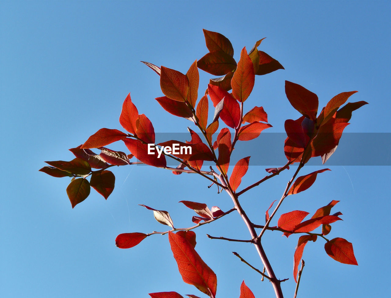 Low angle view of maple leaves against blue sky