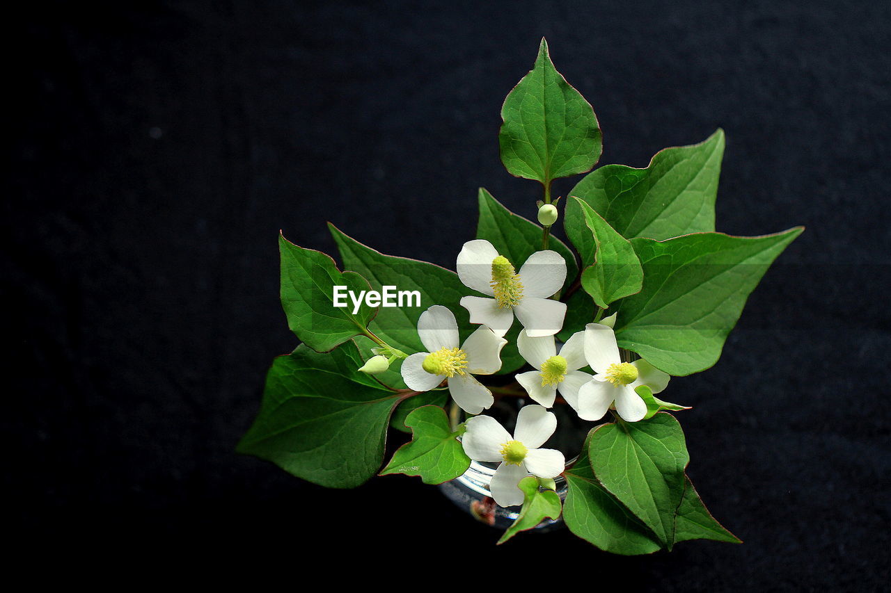 HIGH ANGLE VIEW OF WHITE FLOWERING PLANT