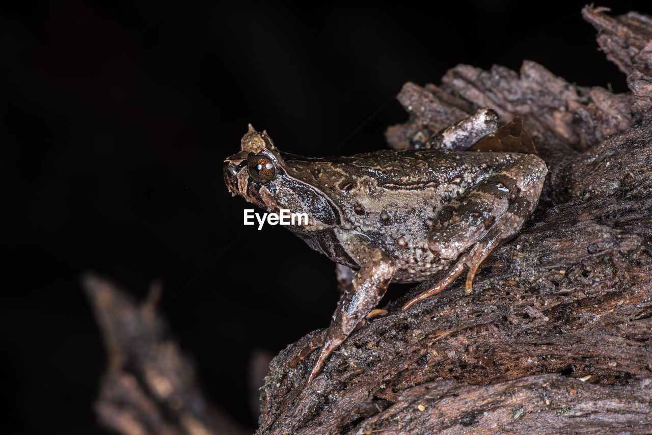 CLOSE-UP OF AN ANIMAL