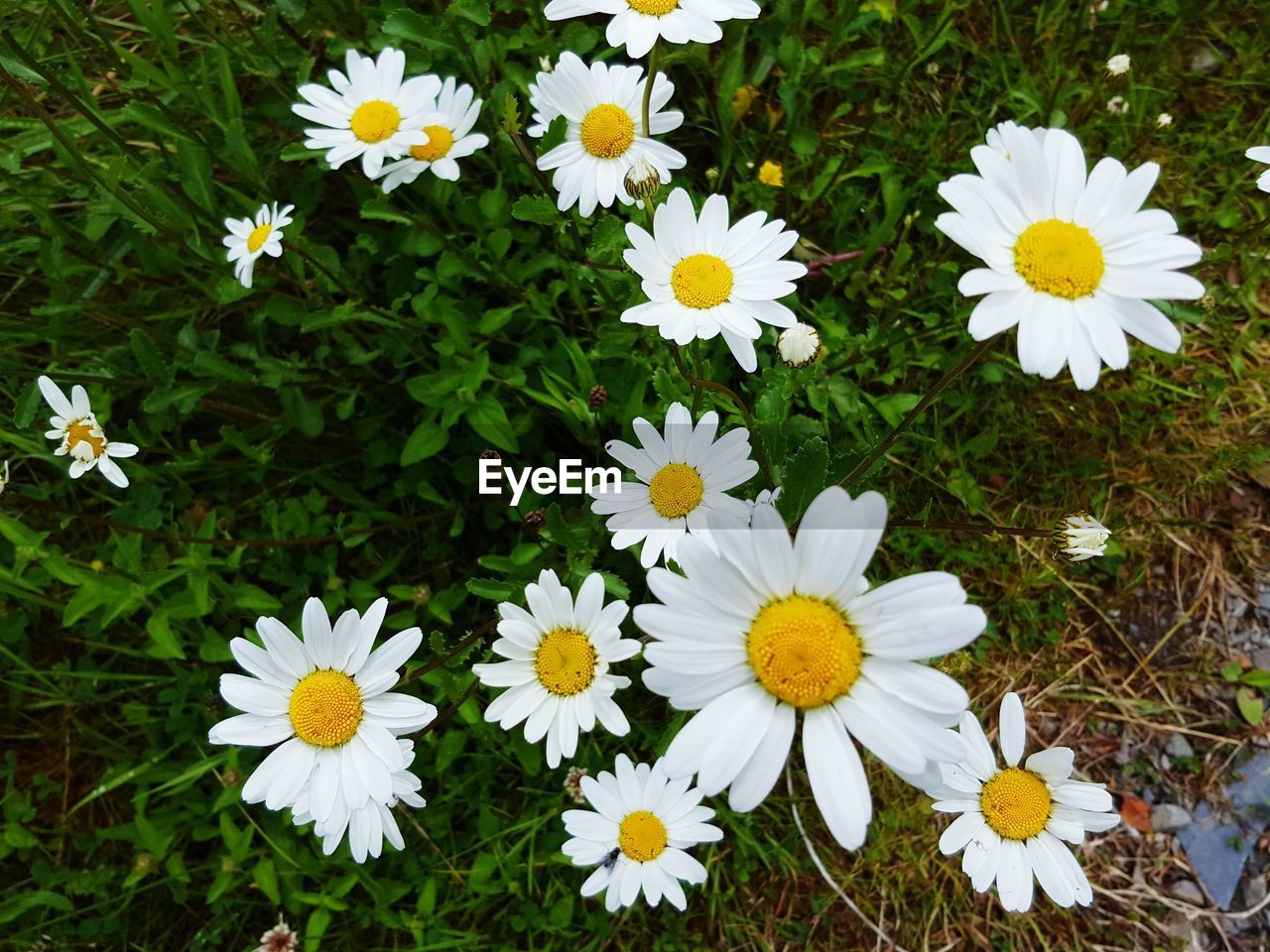 High angle view of daisies blooming on field