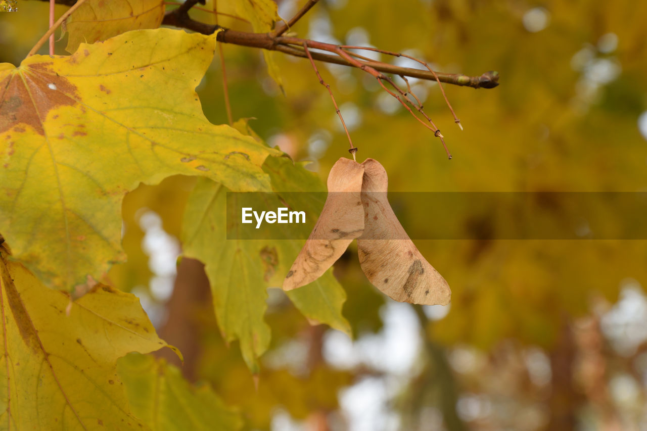 Close-up of yellow maple leaf on tree