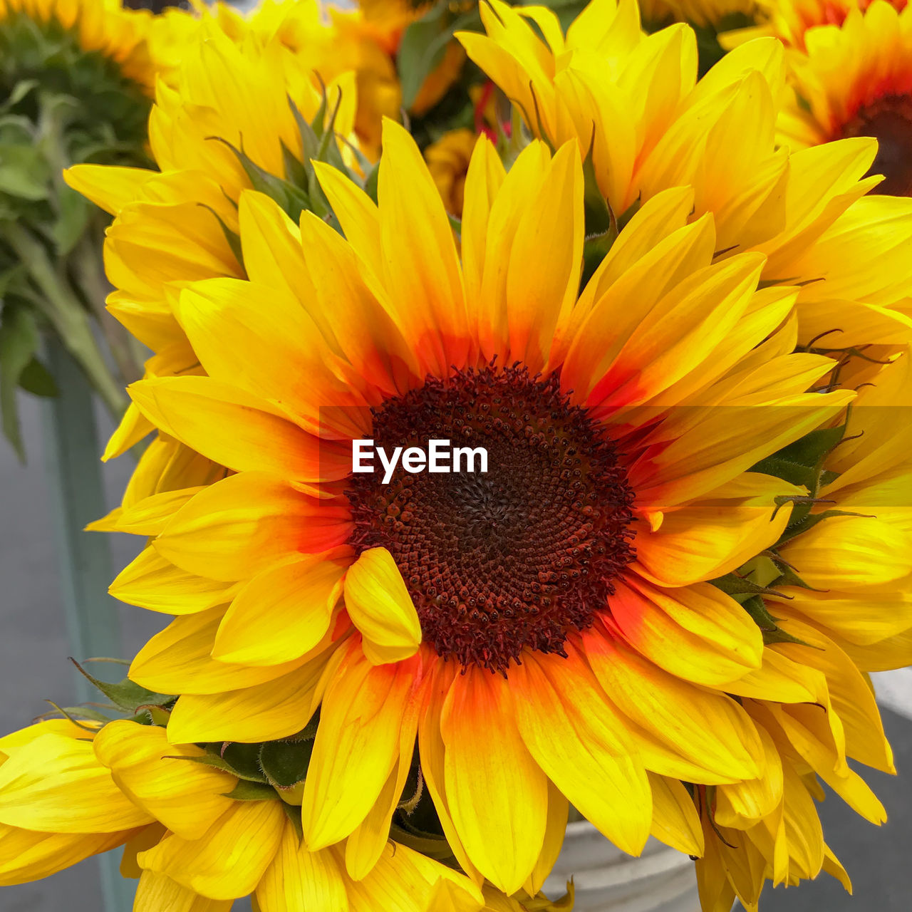 Close-up of sunflower in bloom