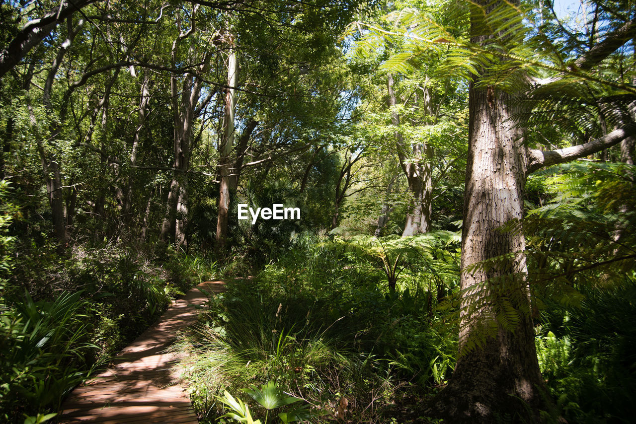 Footpath surrounded by vegetation