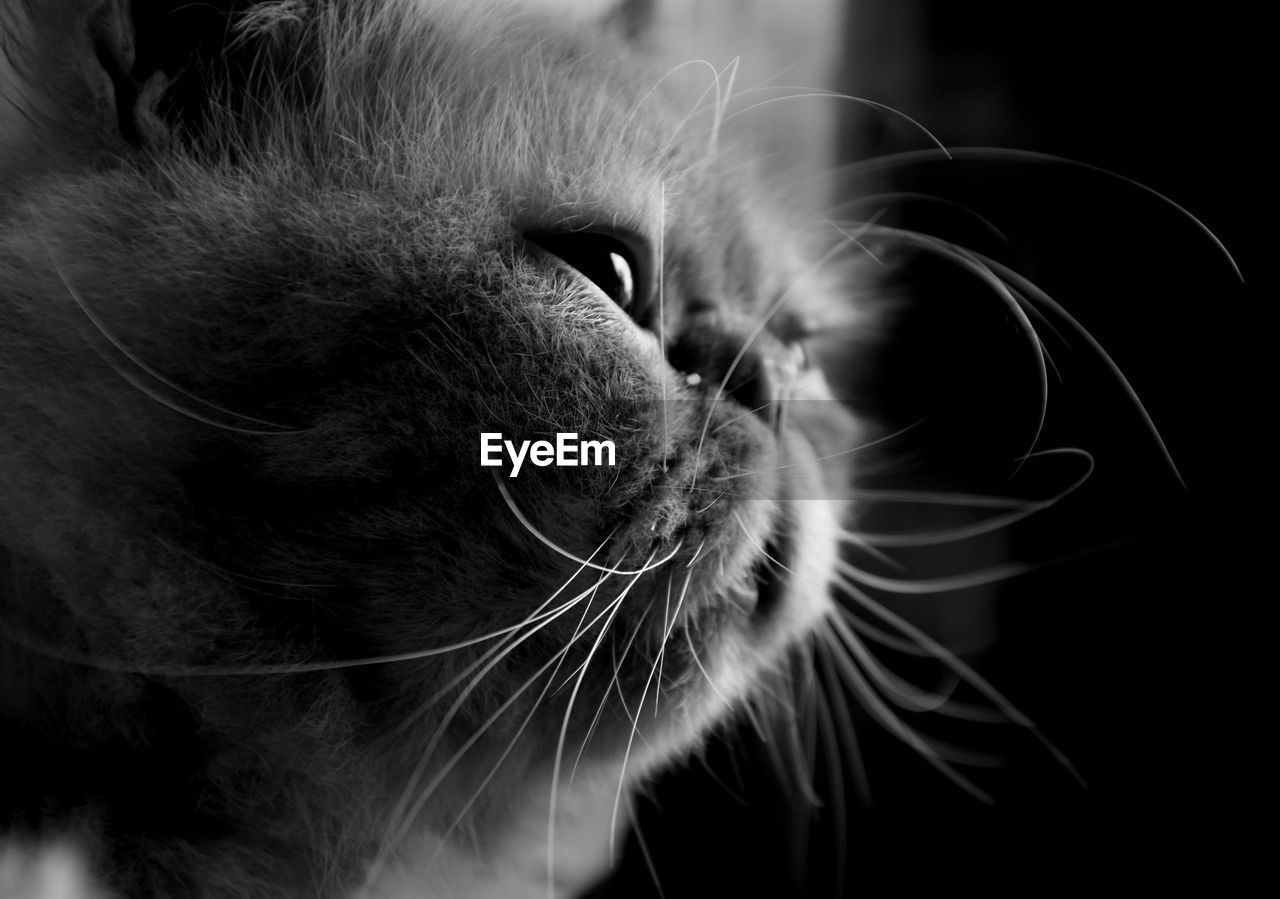 CLOSE-UP OF A CAT