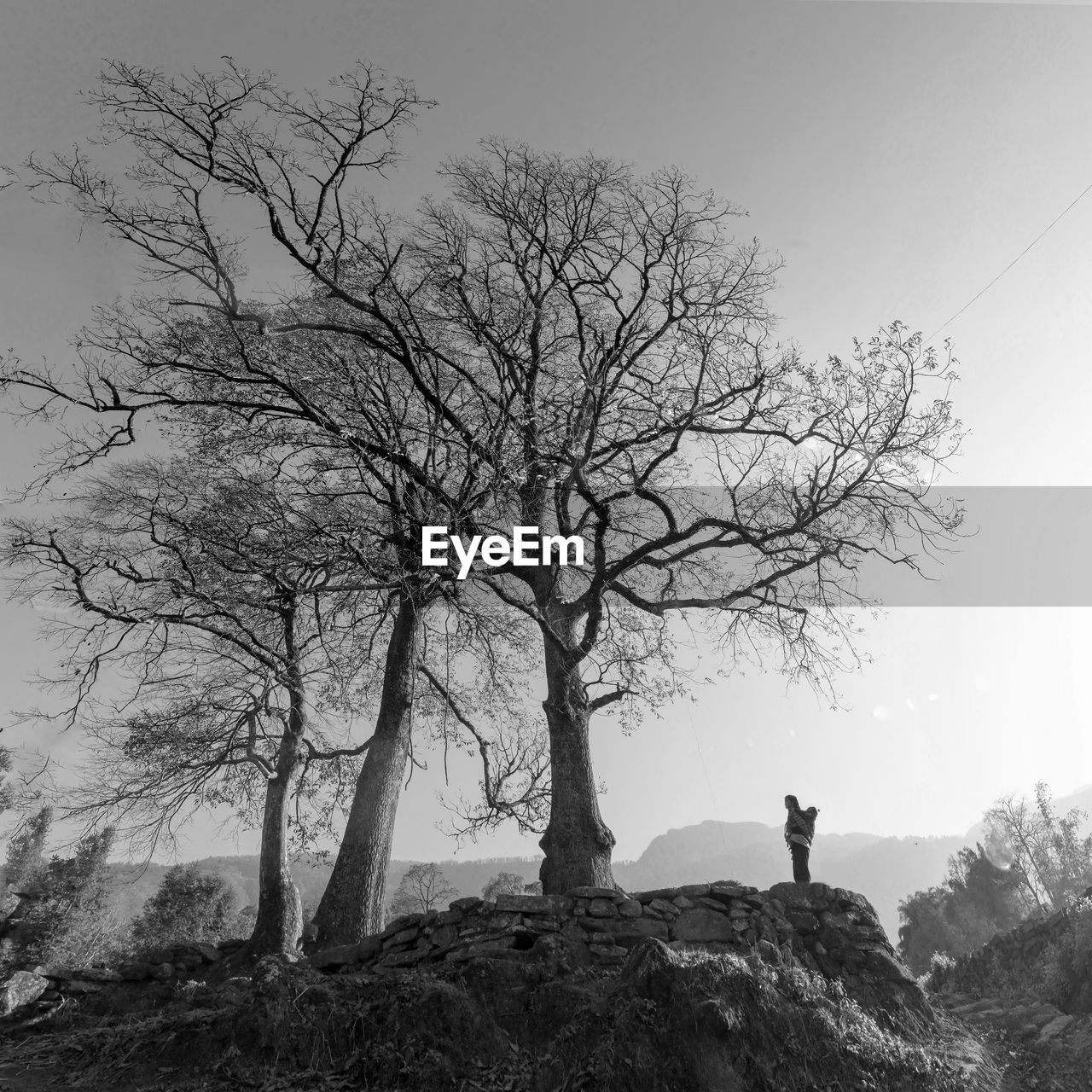 MAN AND BARE TREES AGAINST SKY DURING SUNRISE