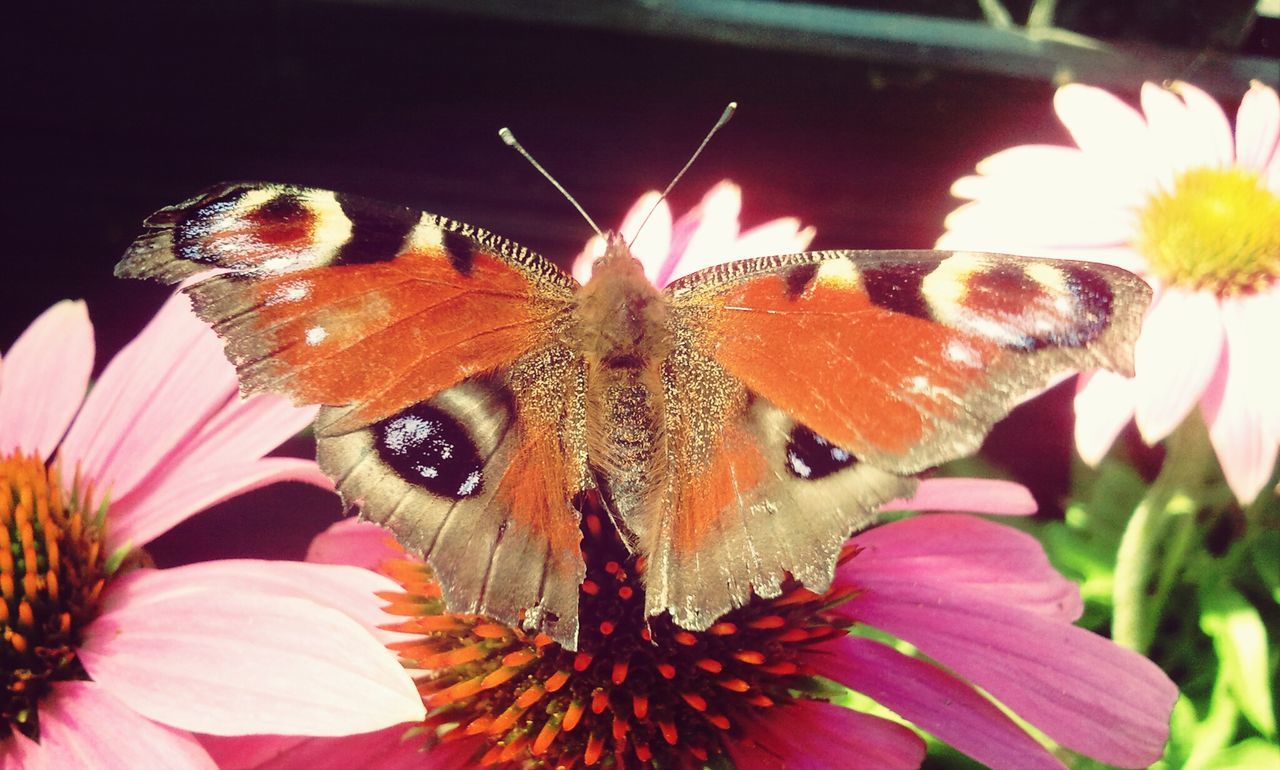 Close-up of butterfly on flower