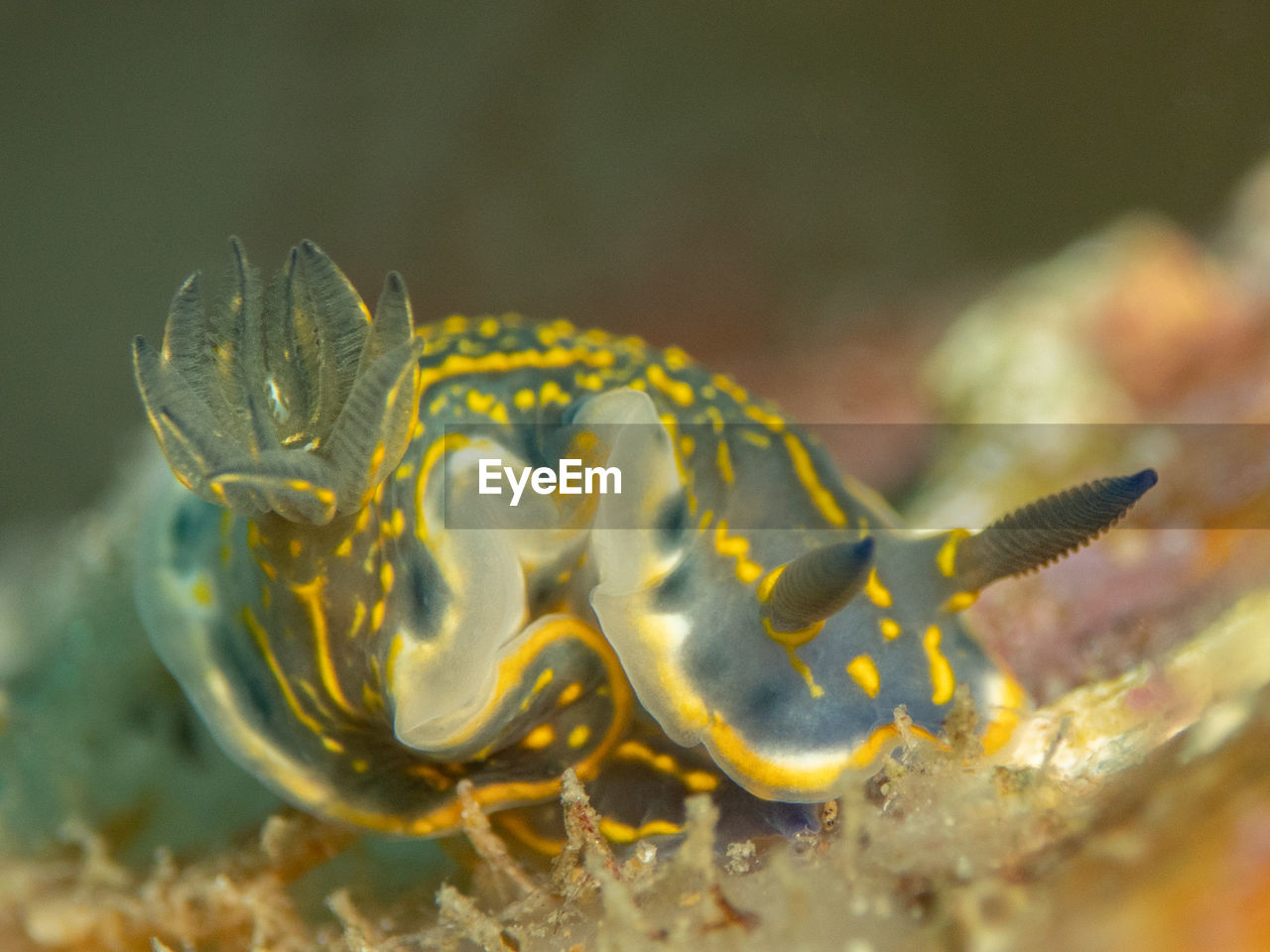 animal themes, animal, animal wildlife, wildlife, sea, one animal, underwater, macro photography, water, yellow, sea life, marine, undersea, marine biology, close-up, nature, no people, reef, fish, aquarium, outdoors, macro