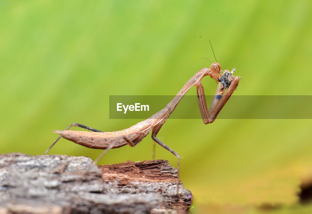 Close-up of praying mantis on leaf