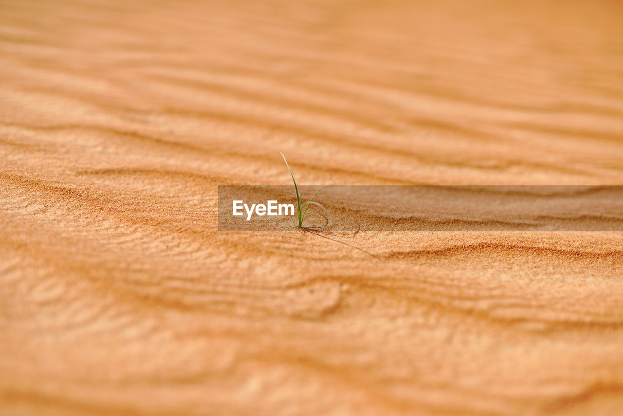 Close-up of growing plant on sand