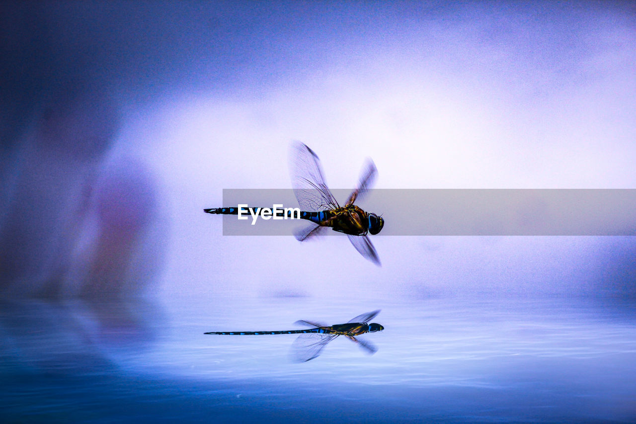 High angle view of insect flying over water 
