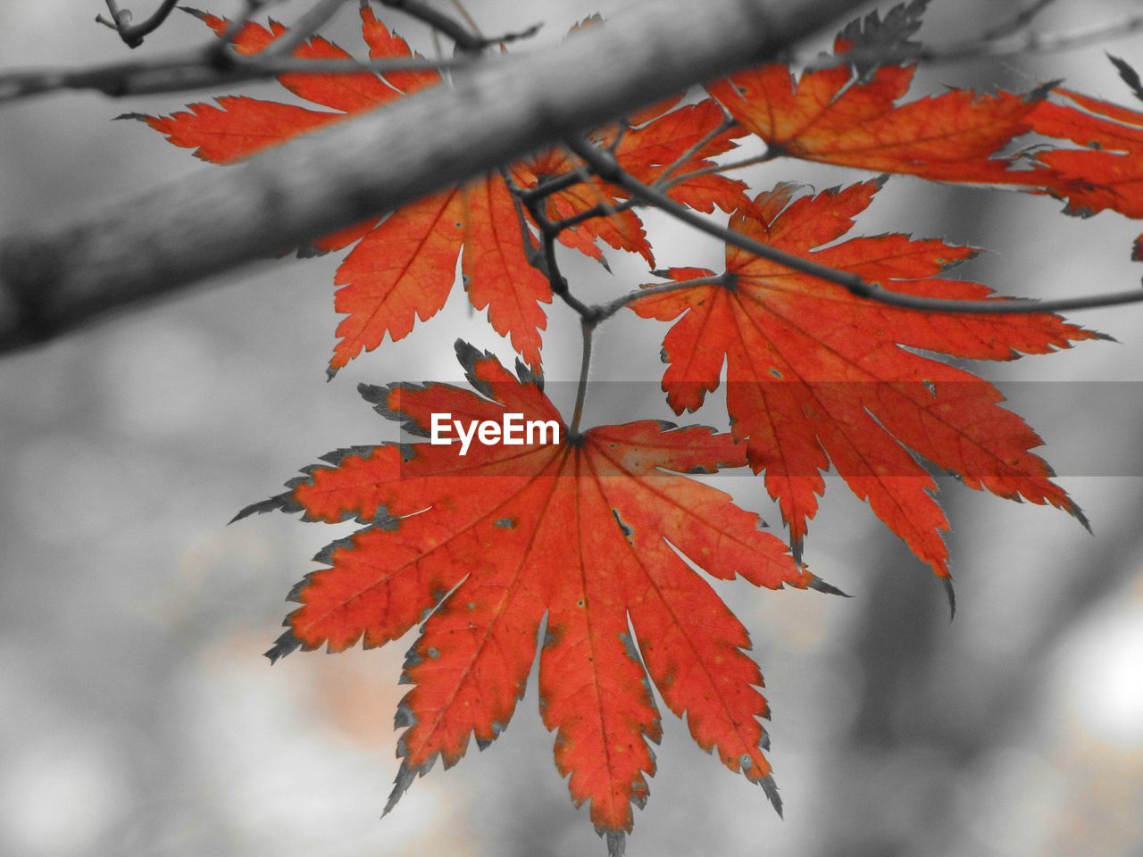 Close-up of maple leaves