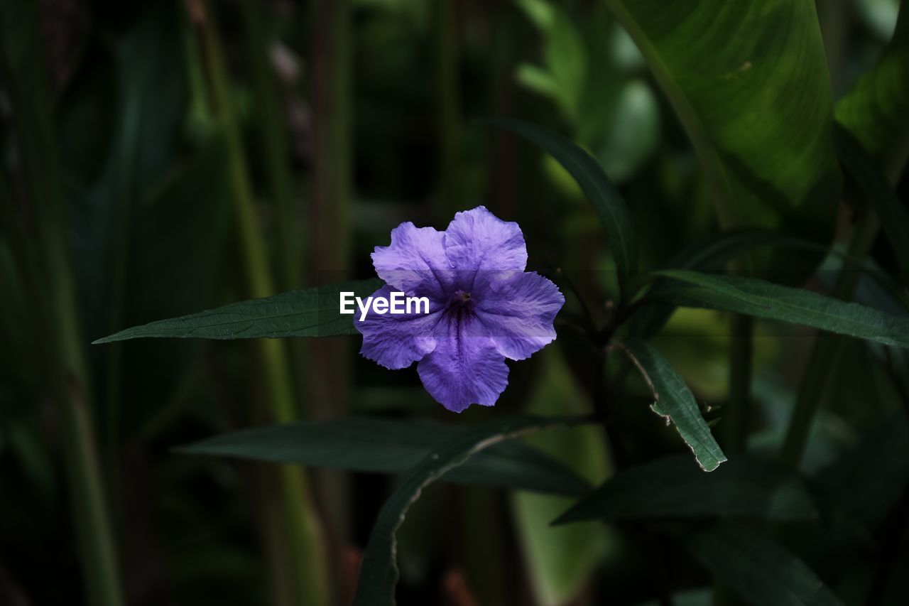 Close-up of purple flower blooming outdoors