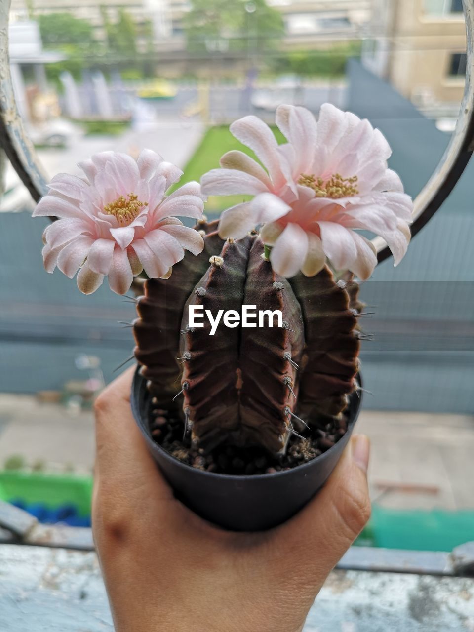 Close-up of hand holding white flowering plant