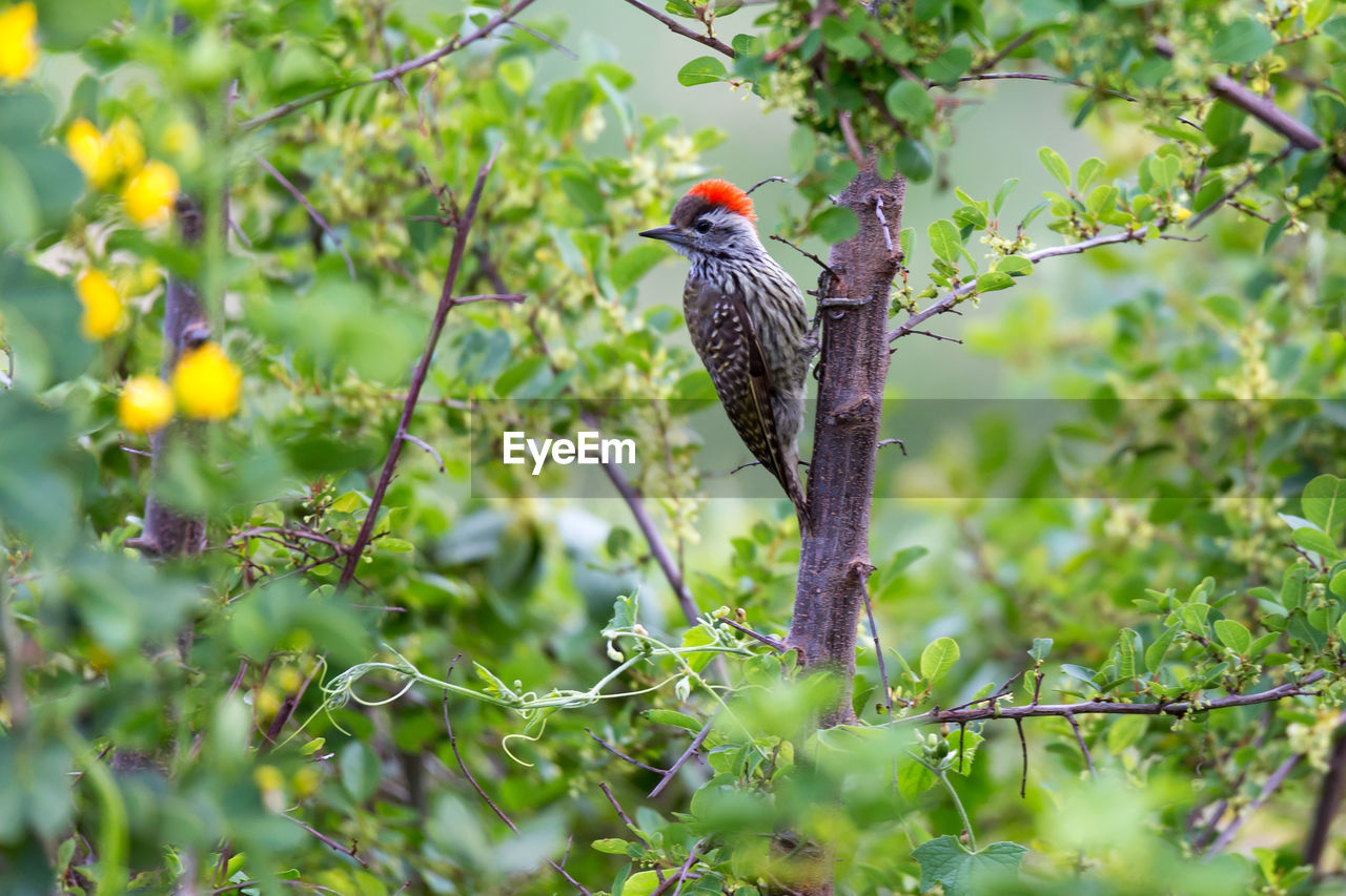 Local kenyan birds in colorful colors sit on the branches of a tree