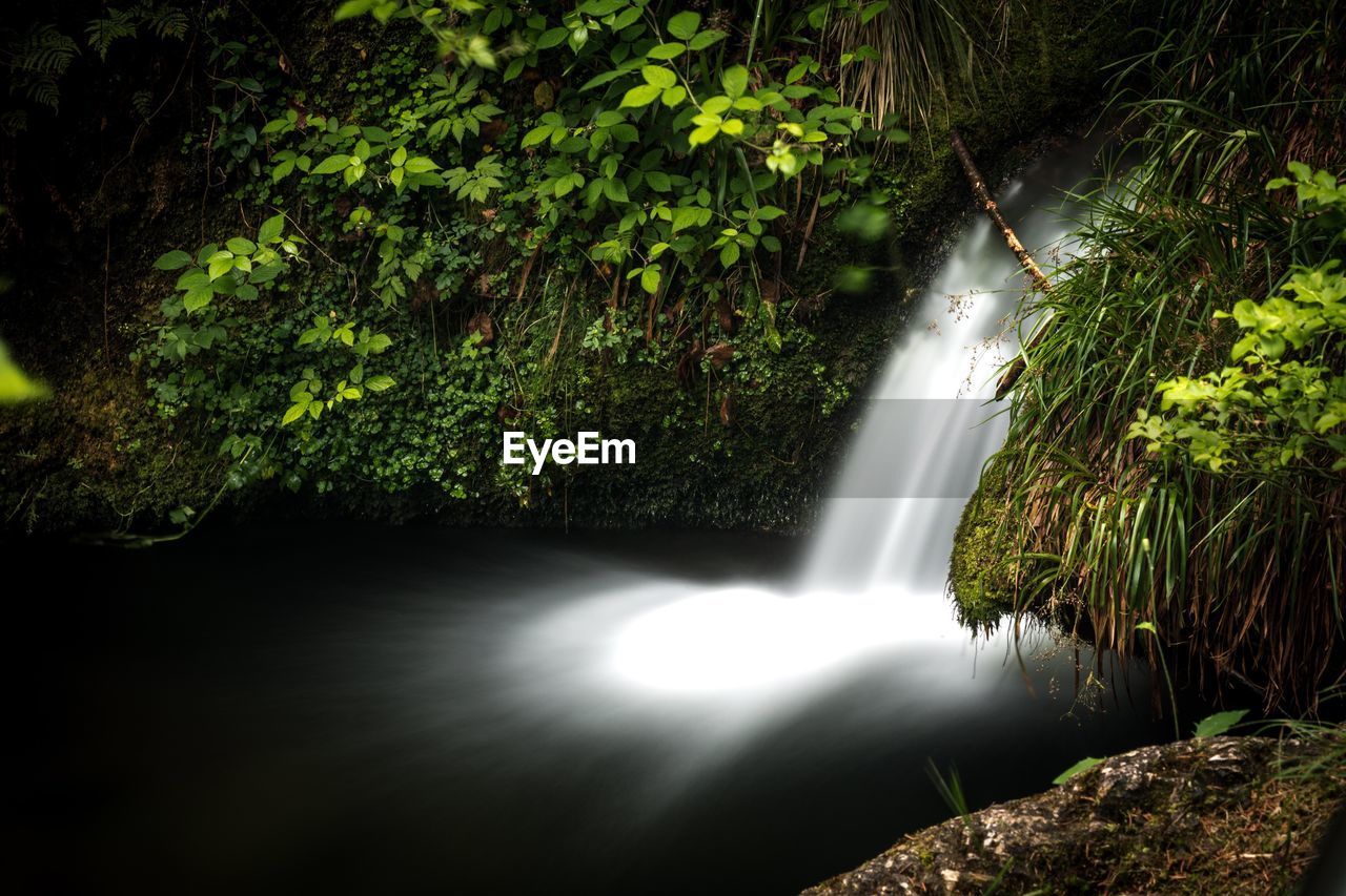 Scenic view of waterfall in forest