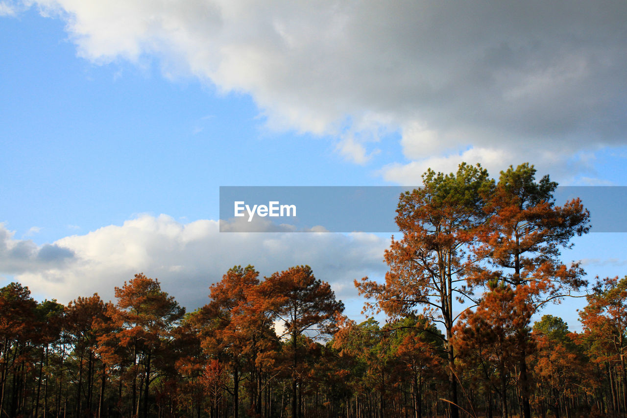 Low angle view of trees against sky during autumn