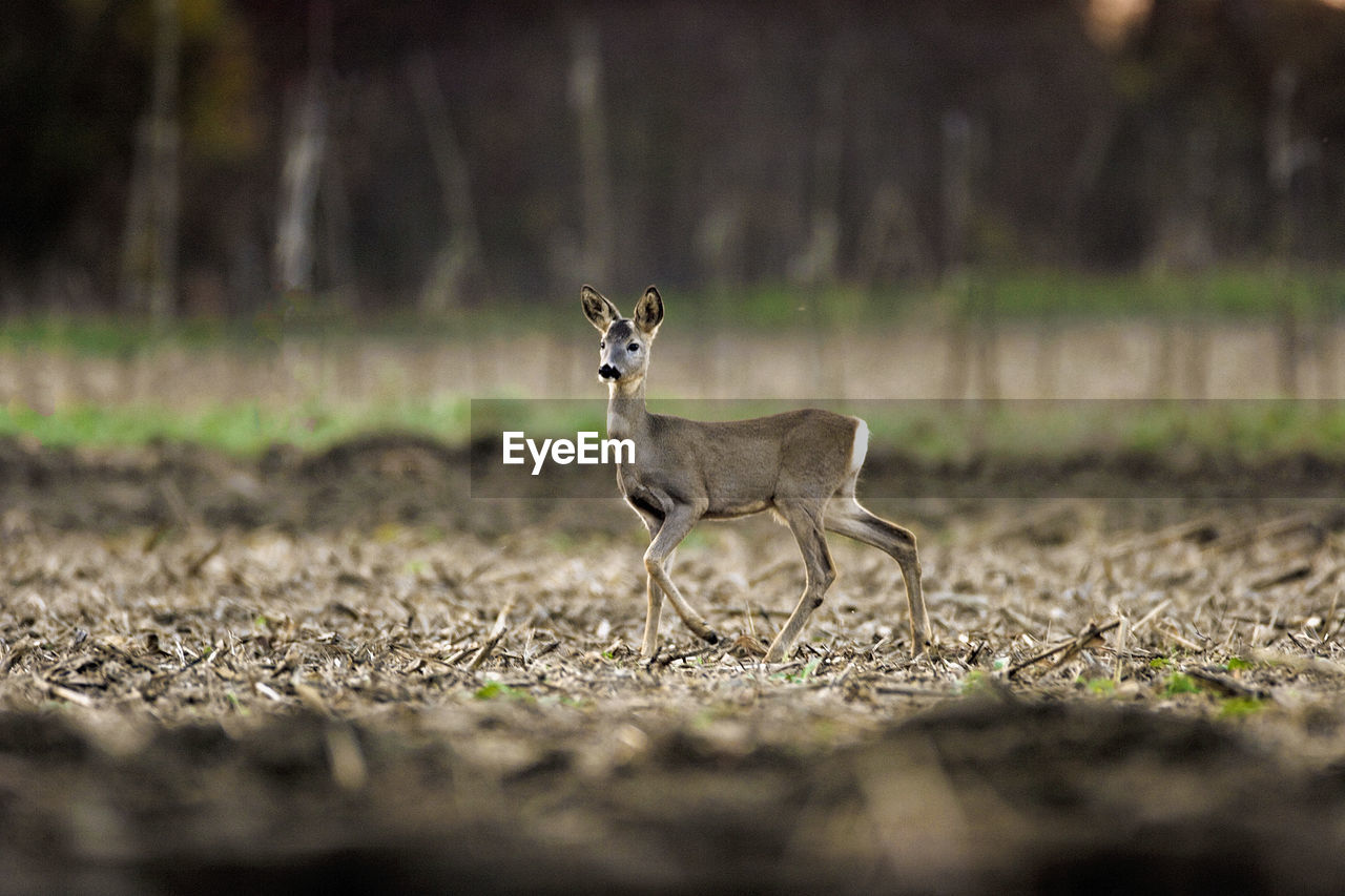 The roe deer looking for the food on the field