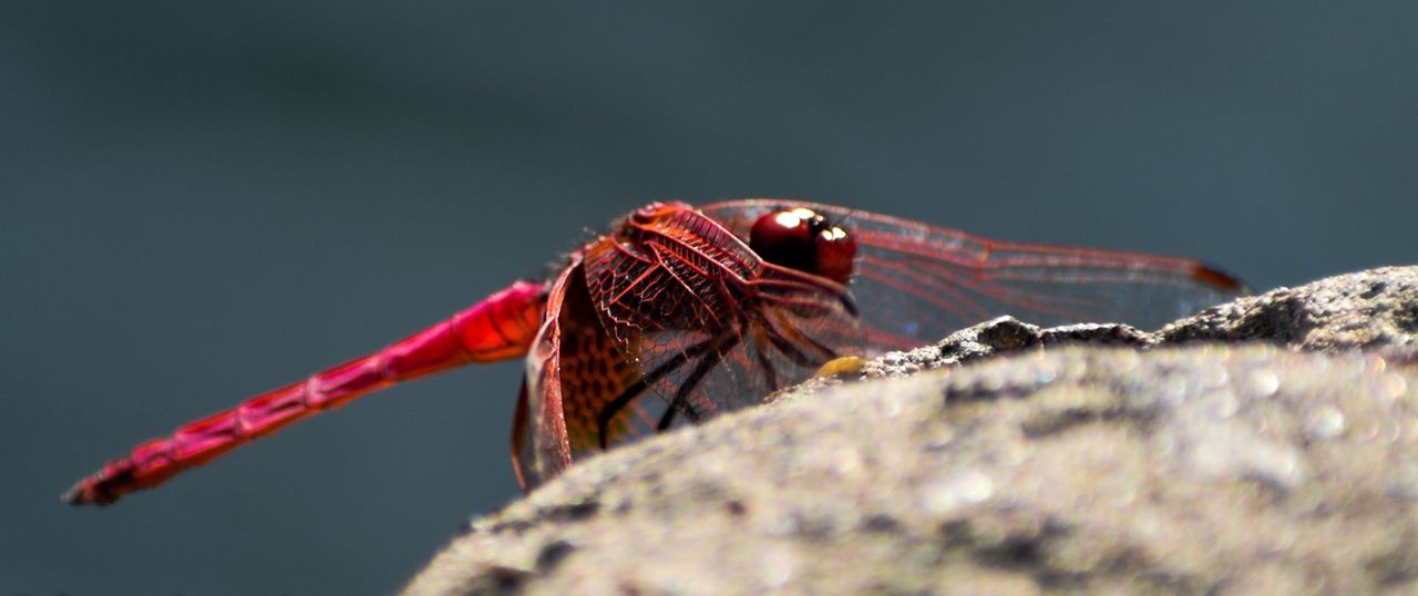 CLOSE-UP OF DRAGONFLY ON ROCK AGAINST BLURRED BACKGROUND