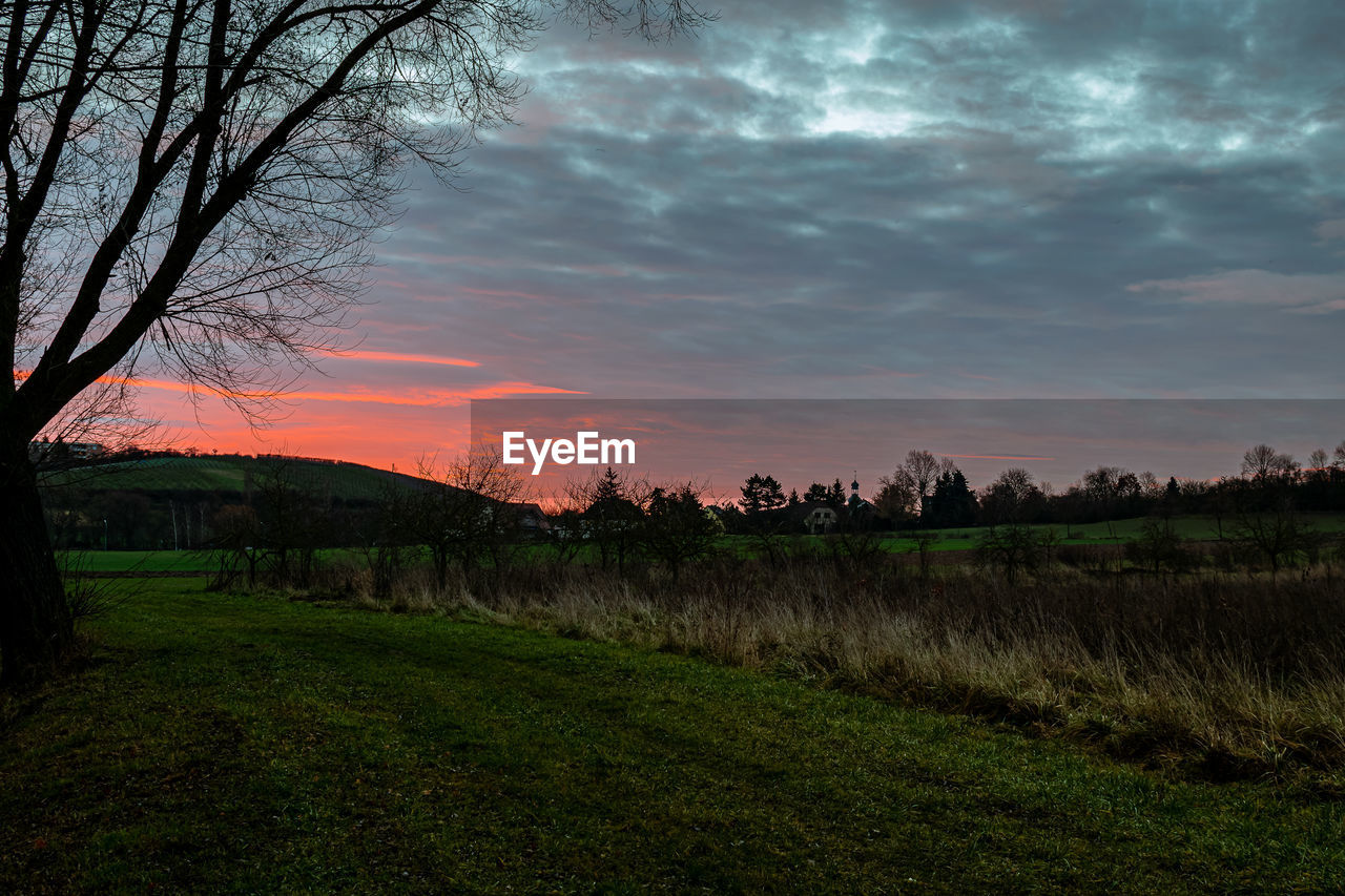 PLANTS GROWING ON LAND AGAINST SKY DURING SUNSET