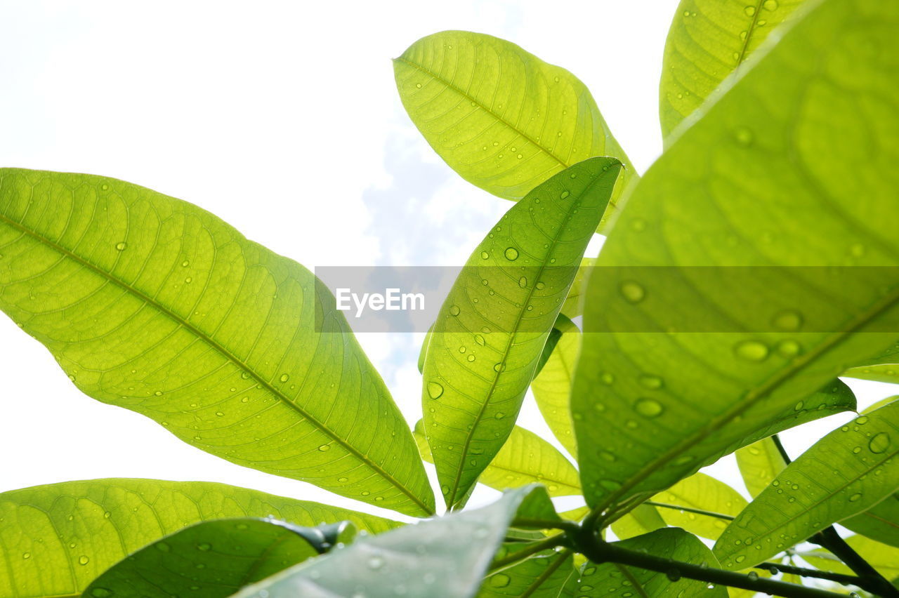 low angle view of green leaves