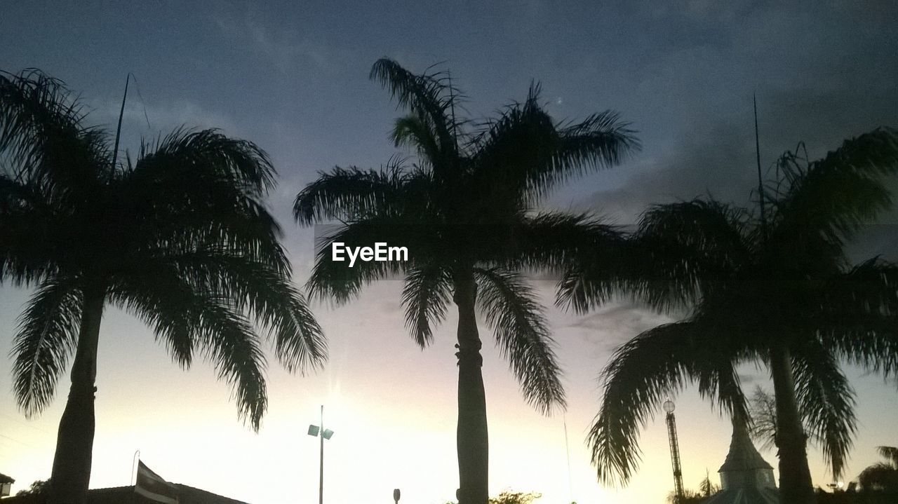 LOW ANGLE VIEW OF PALM TREES AGAINST SKY DURING SUNSET