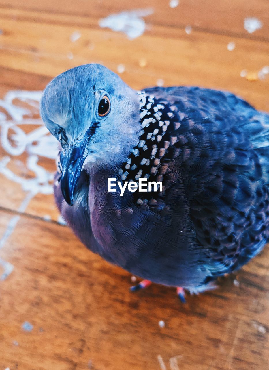 blue, animal, animal themes, bird, one animal, beak, animal wildlife, parakeet, wildlife, pet, wood, no people, close-up, parrot, pigeons and doves, flooring, indoors, focus on foreground, high angle view