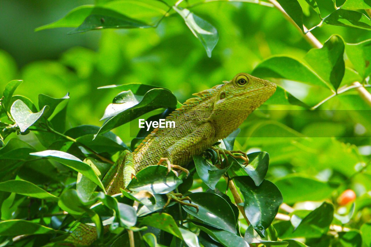 Close-up of lizard / chameleon on tree. 