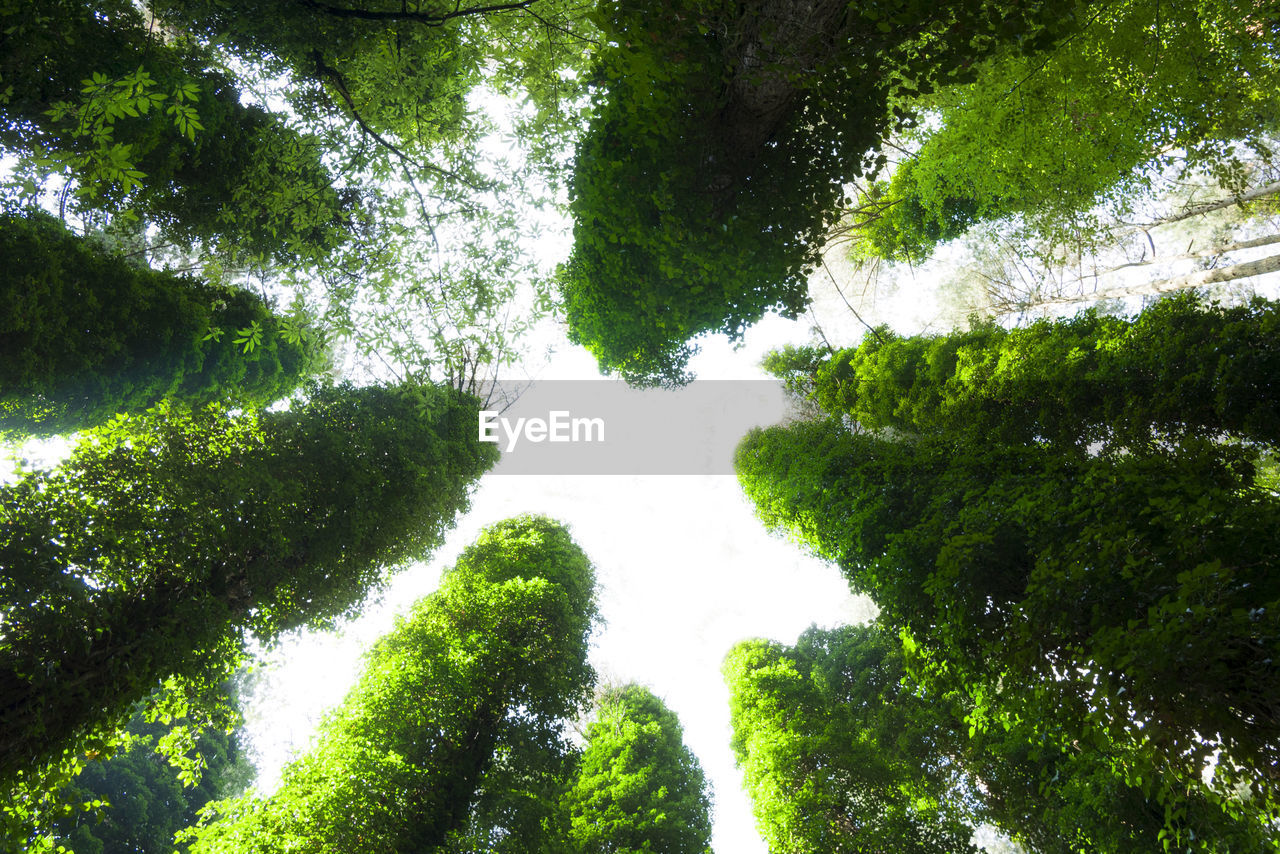 TREES AND PLANTS GROWING IN FOREST