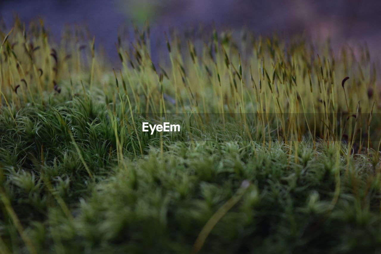 CLOSE-UP OF CROP GROWING ON FIELD