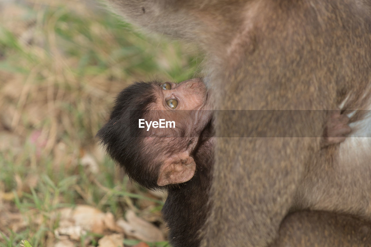 Close-up of long-tailed macaque with infant at zoo