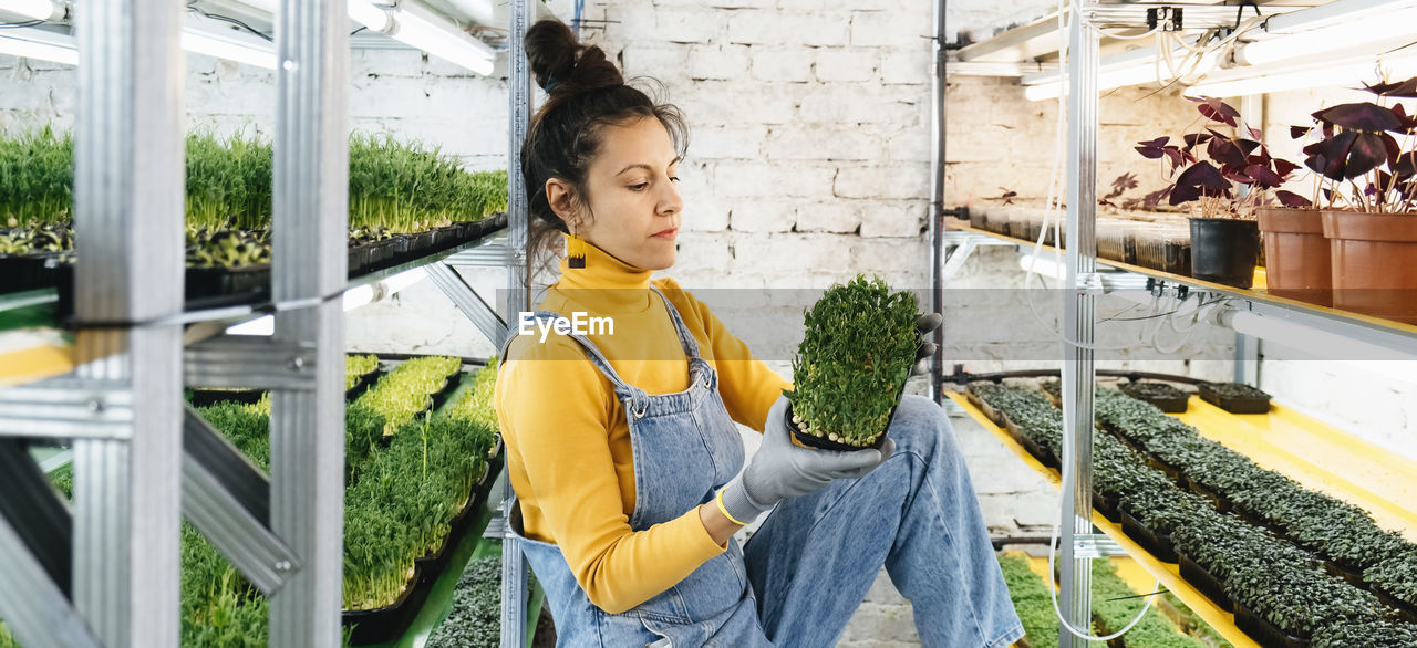 Young female farmer growing microgreens on her indoor vertical garden.