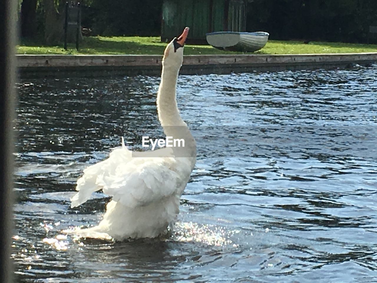 WHITE SWAN SWIMMING ON LAKE