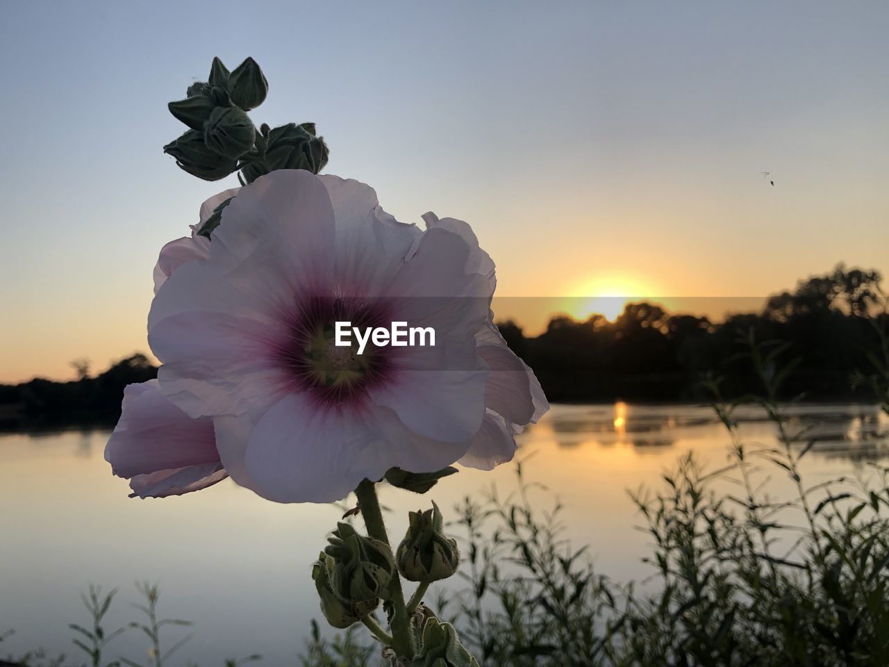 CLOSE-UP OF FLOWER AGAINST LAKE AT SUNSET