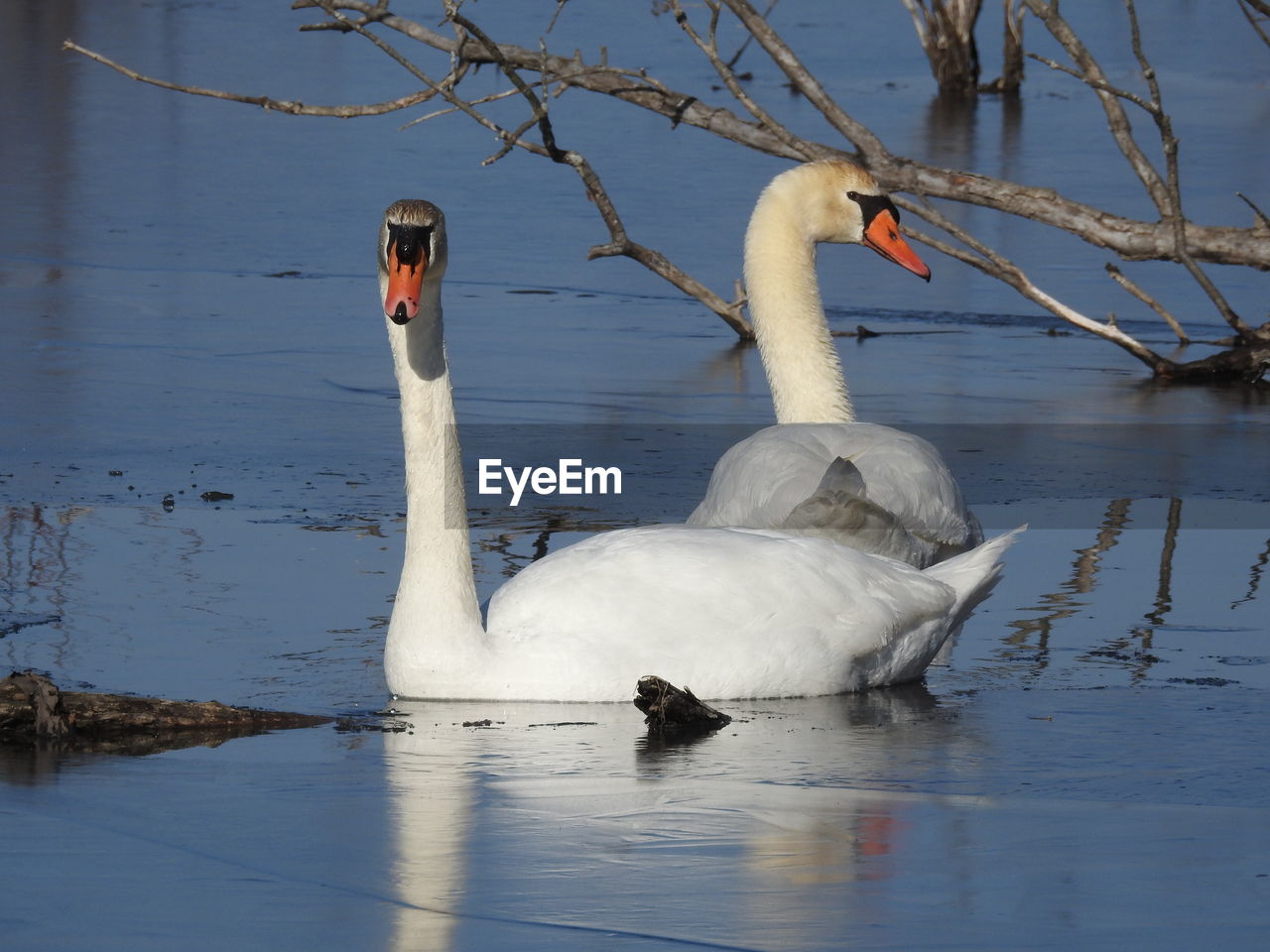 SWAN SWIMMING IN LAKE