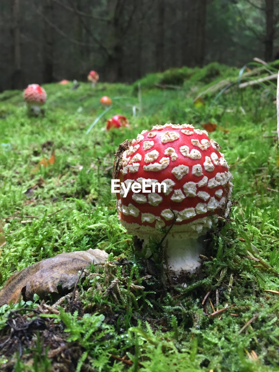 CLOSE-UP OF MUSHROOM ON GRASSY FIELD