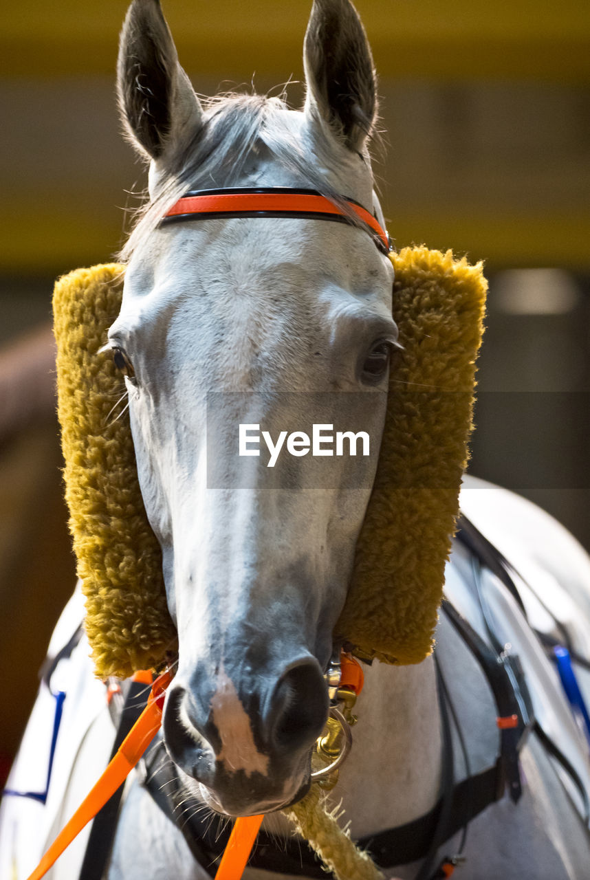 Close-up of a horse