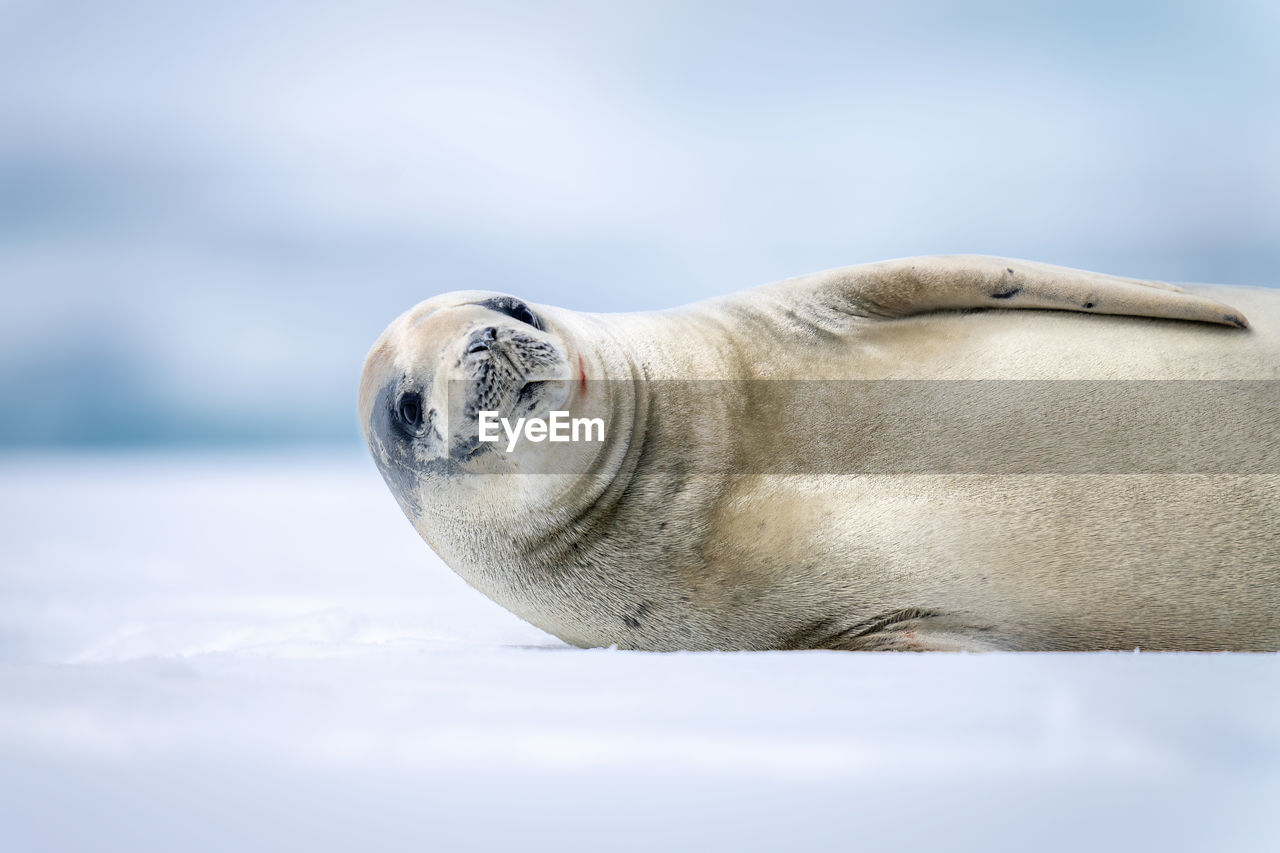 Close-up of crabeater seal lying watching camera