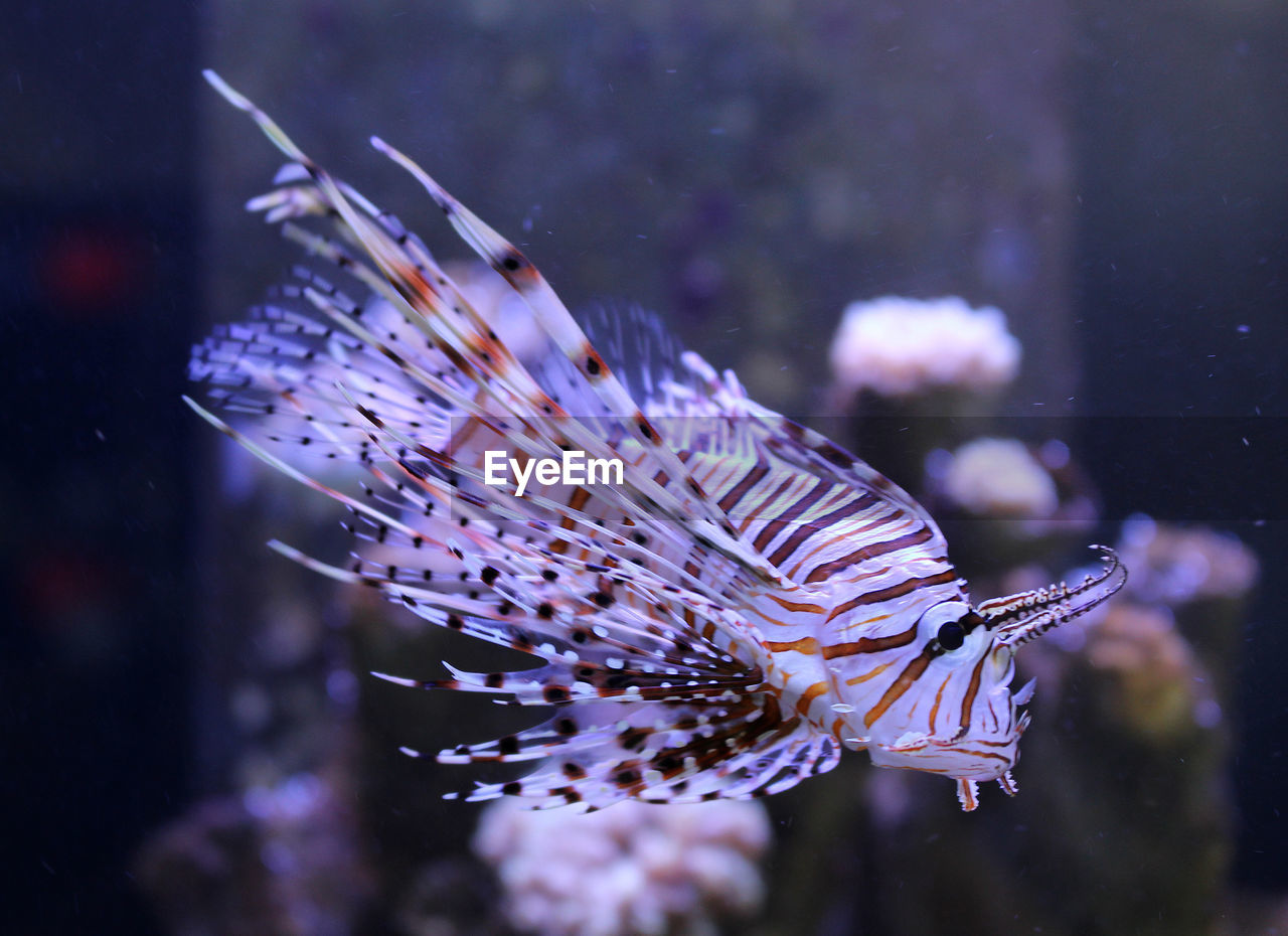 Pterois fish in a marine fish tank 
