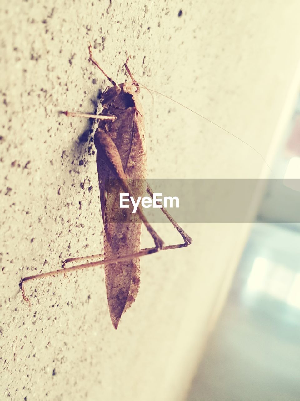 CLOSE-UP OF MOTH