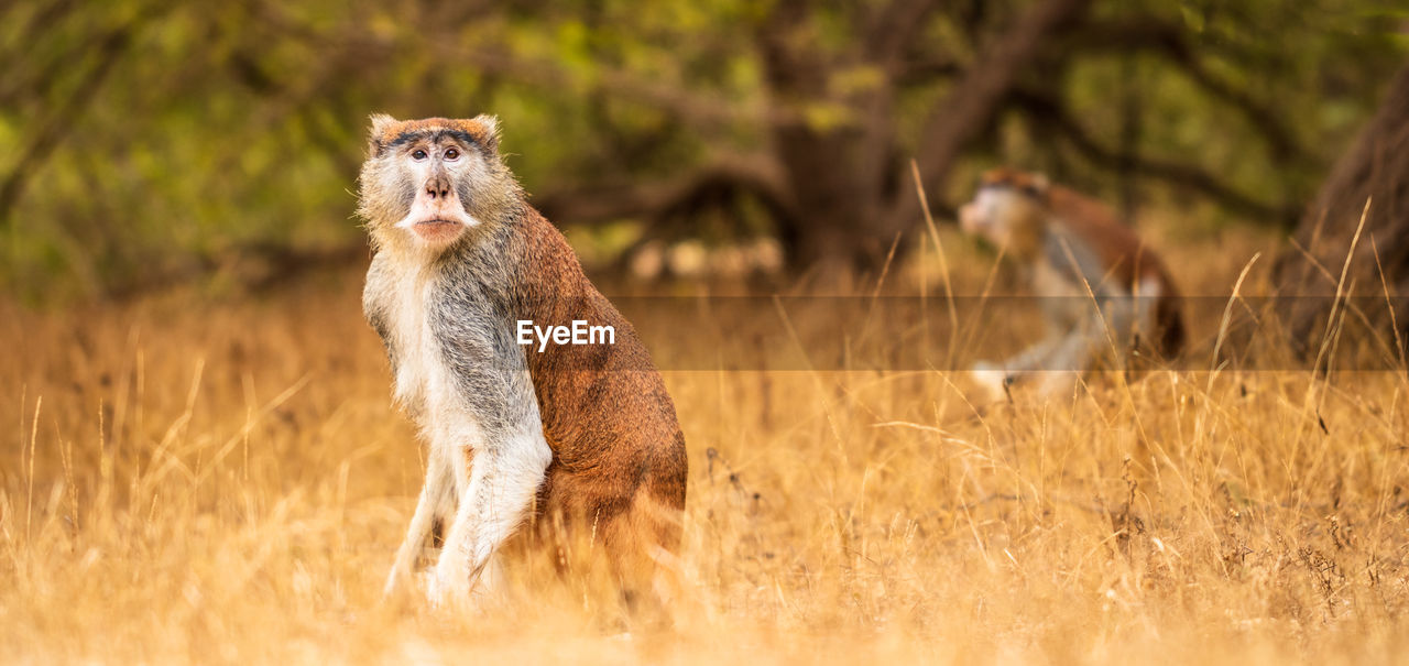 Portrait of a monkey on field