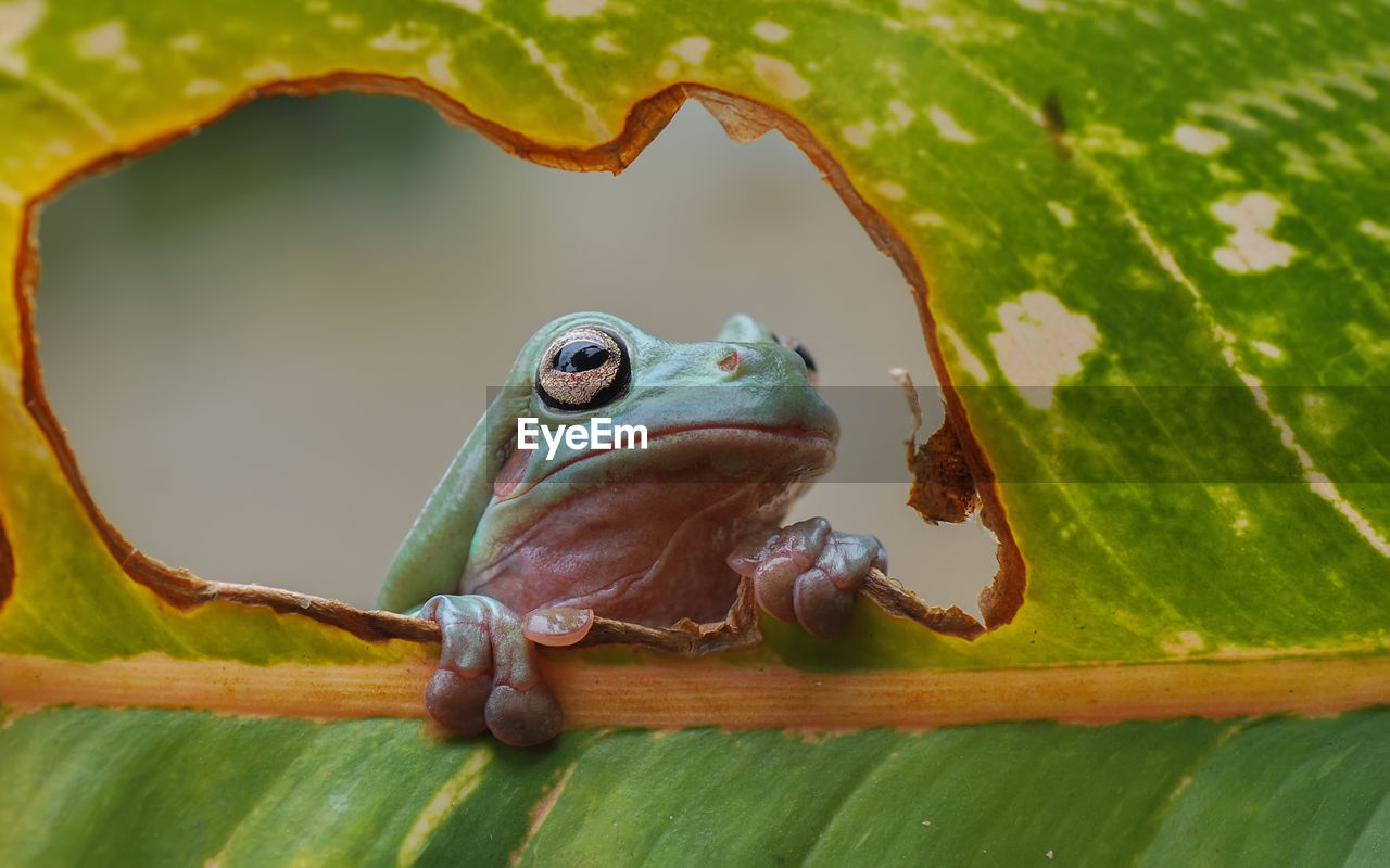 CLOSE-UP OF FROG ON PLANT