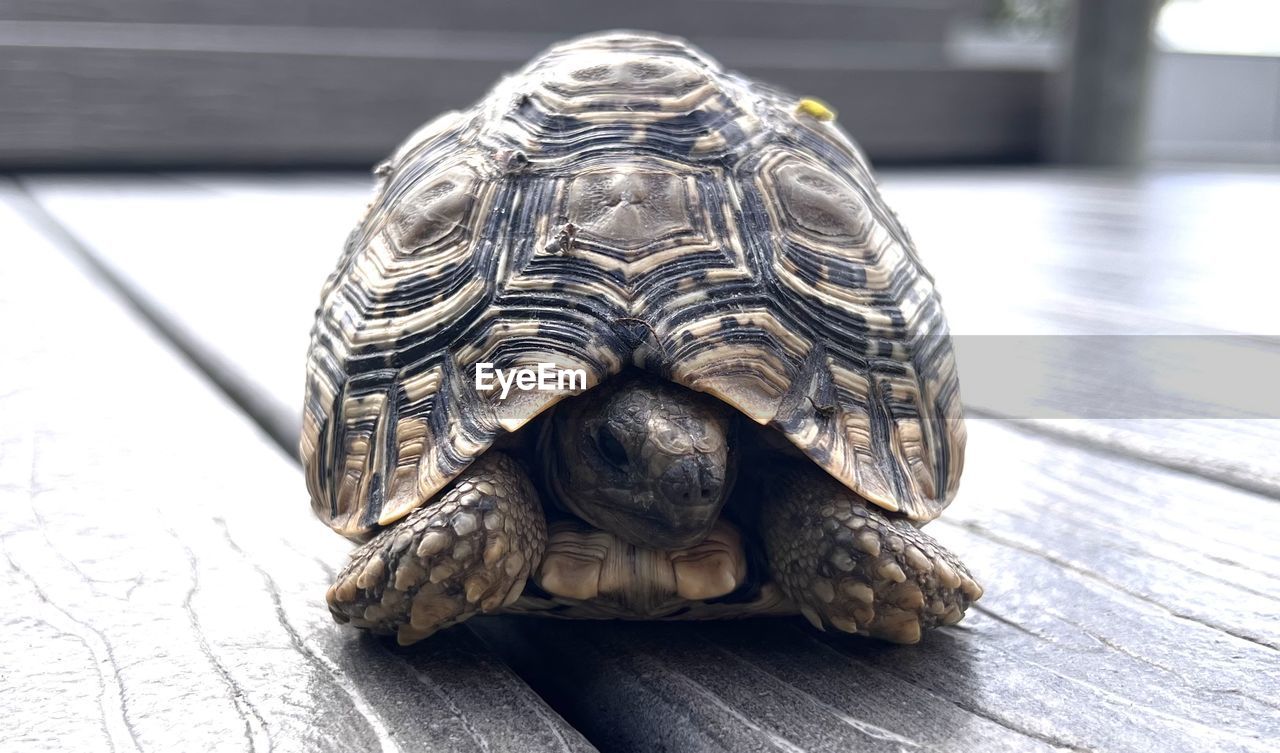 Close-up of turtle on wooden floor