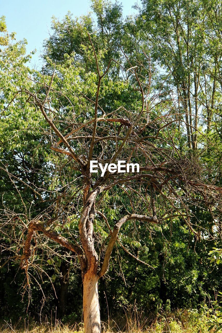 LOW ANGLE VIEW OF TREE IN FOREST