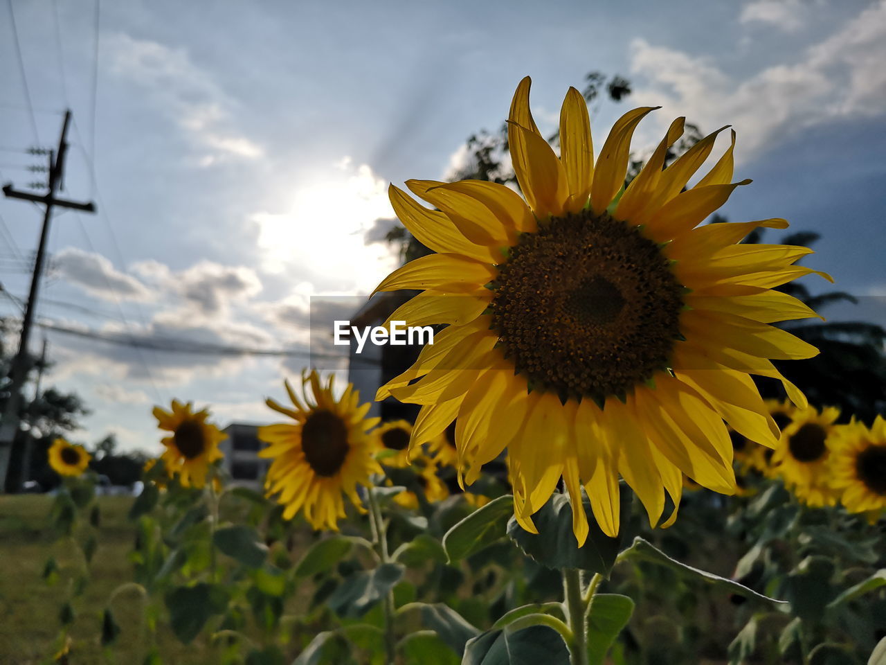 Close-up of sunflower on field against sky