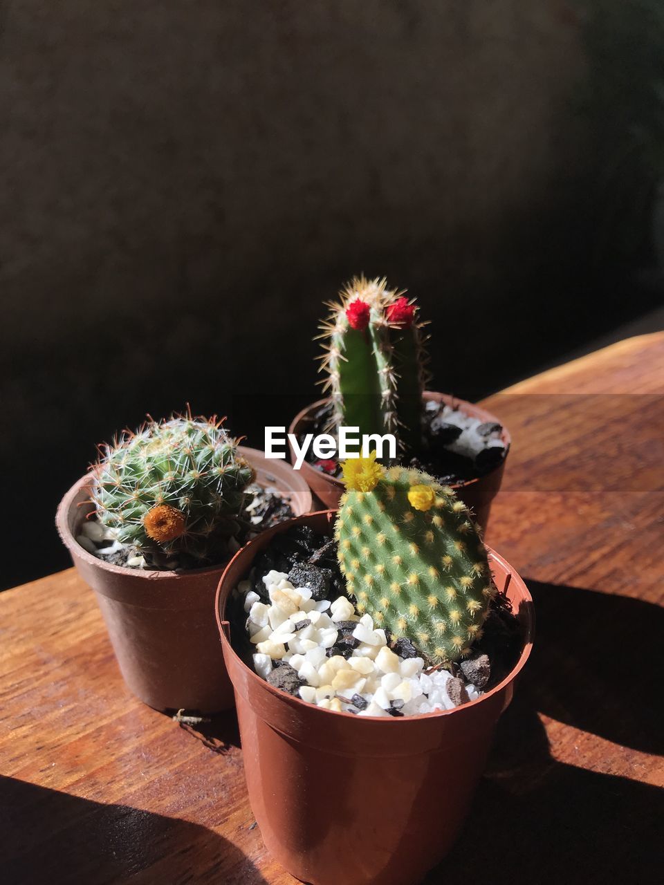 CLOSE-UP OF SUCCULENT PLANTS IN POT