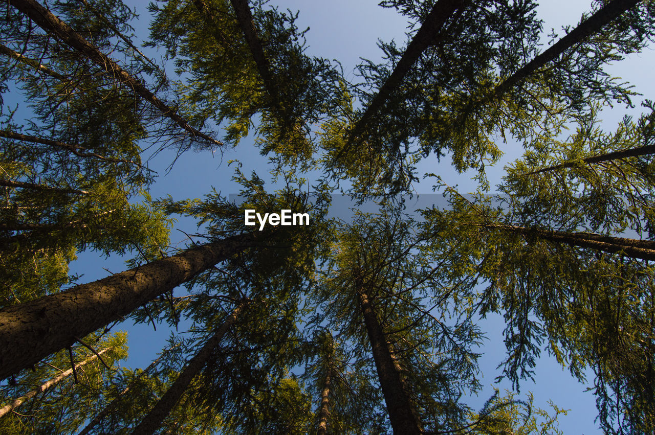 LOW ANGLE VIEW OF TREE AGAINST SKY