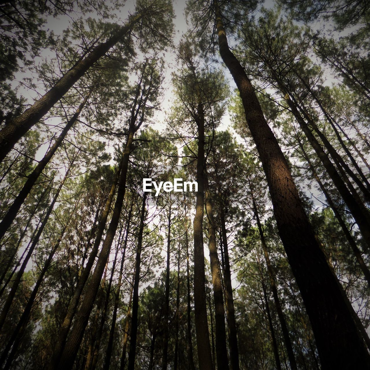 Low angle view of bamboo trees in forest