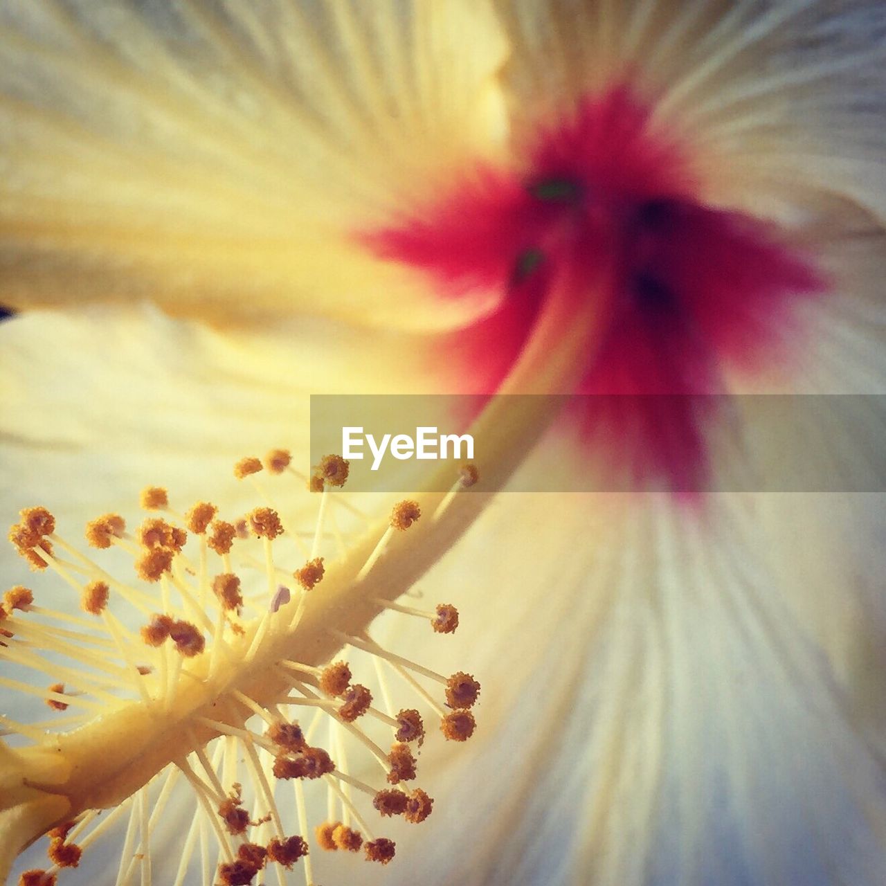 CLOSE-UP OF FLOWERS AGAINST THE SKY