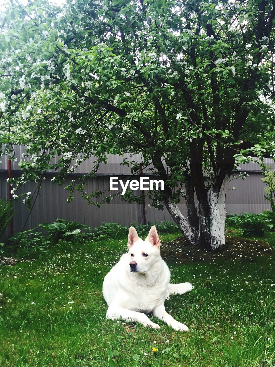 DOG STANDING ON GRASS IN YARD