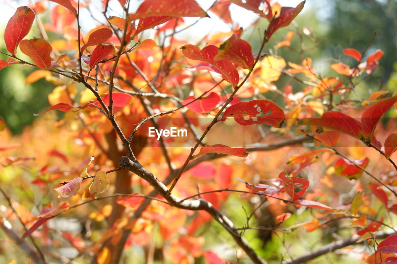 autumn, tree, plant, plant part, leaf, branch, nature, beauty in nature, red, no people, day, outdoors, growth, focus on foreground, shrub, flower, orange color, maple, maple tree, tranquility, environment, close-up, fruit, sunlight